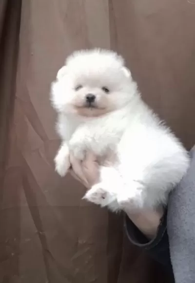 Pomeranian Boo Köpeğimiz
