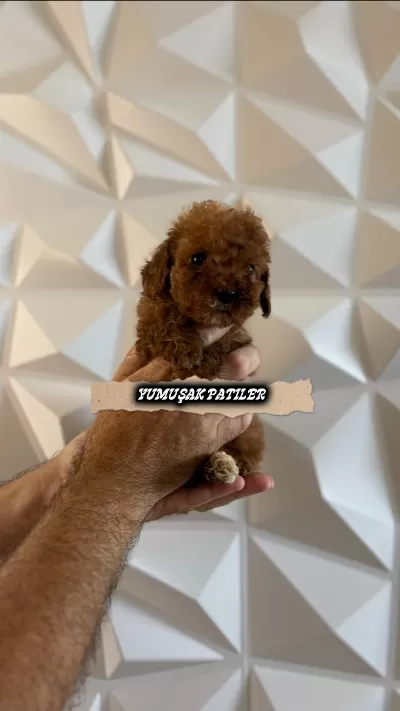 Kore Red Brown Poodle