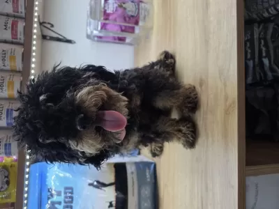 9 Aylik Dişi Çok Özel Toy Poodle