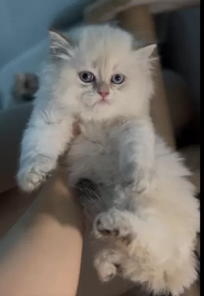 British Longhair Erkek Golden Point Mükemmel Bebek