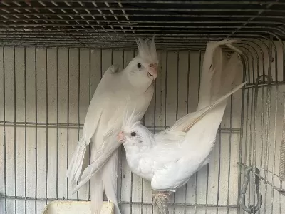 Albino Sultan Papağanı Takım