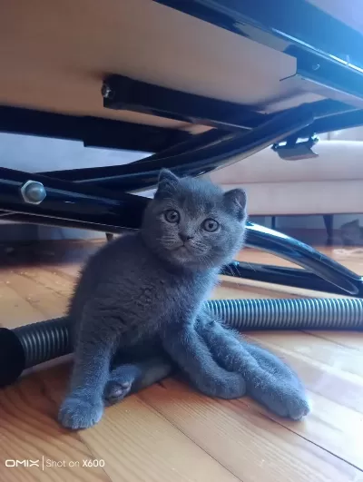 Son İki Yavru British Shorthair
