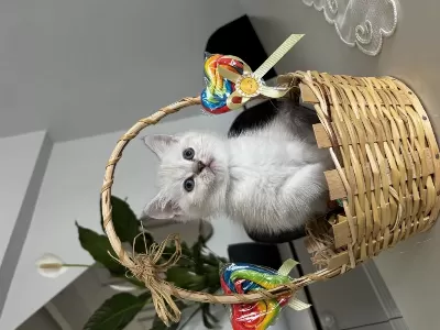 Beyaz British Shorthair 2 Aylık