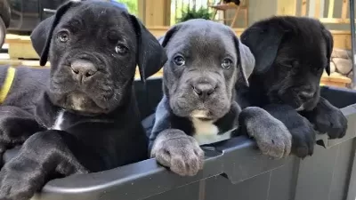 Ruhsatlı Köpek Çifliğinden Cane Corso Yavrular A Scrli