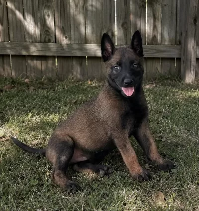 Erkek Ve Dişi Belçika Malinois Yavrular