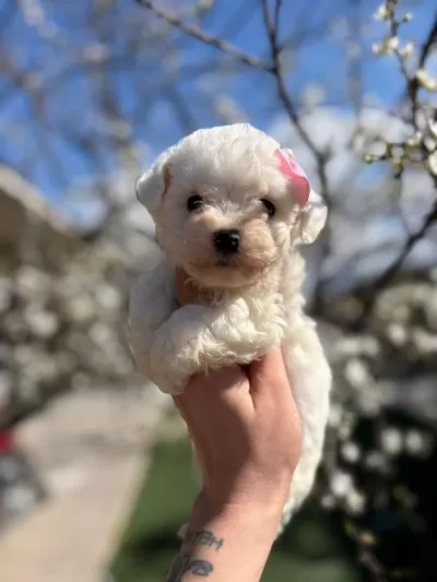 Maltese Terrier Bebekleri