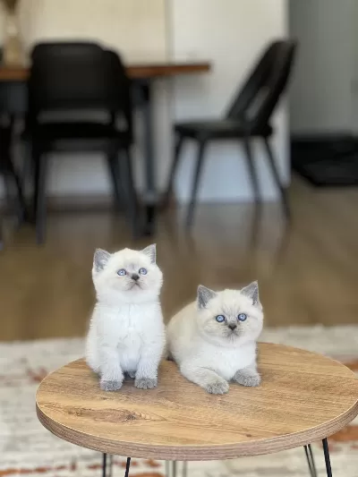 Sevecen Britiah Shorthair Blue Poimt Yavrum