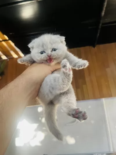 Biblo Surat Scottish Fold Bebişler