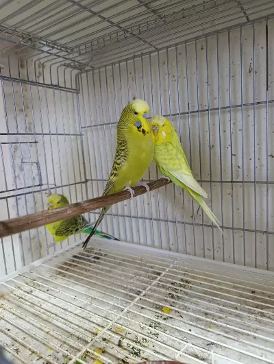 Jumbo Muhabbet Kuşları 2 Çift