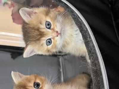 Ny12 Yavru British Longhair Sarı Renkli