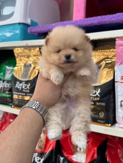 En Tatlı Pomeranian Köpekler