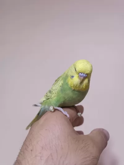 Jumbo Muhabbet Kuşu Yavrular