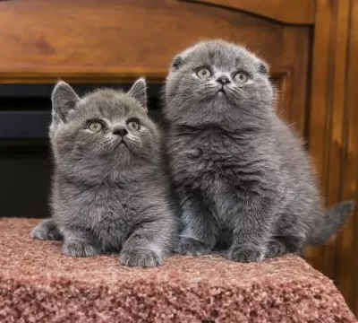 British Shorthair & Scottish Fold Yavrularim