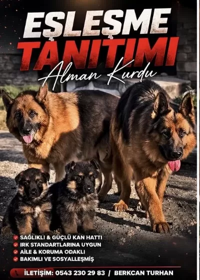 Safkan Şecereli Alman Kurdu Yavrular