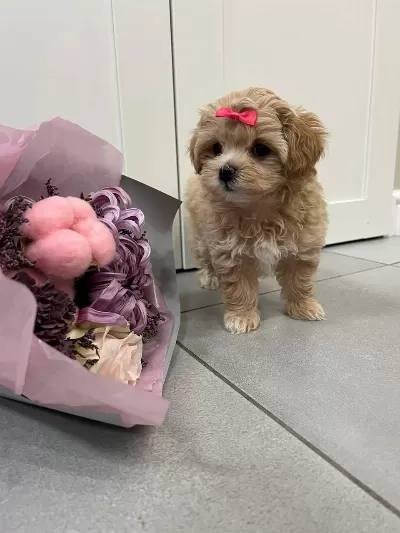 Kore Maltipoo Yavrular