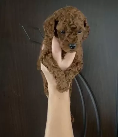 Toy Poodle Bebekler Orijinal