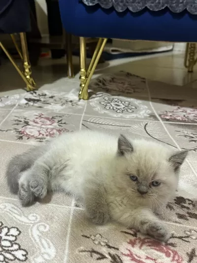 British Shorthair Gri Ve Beyaz Yavru (dişi)