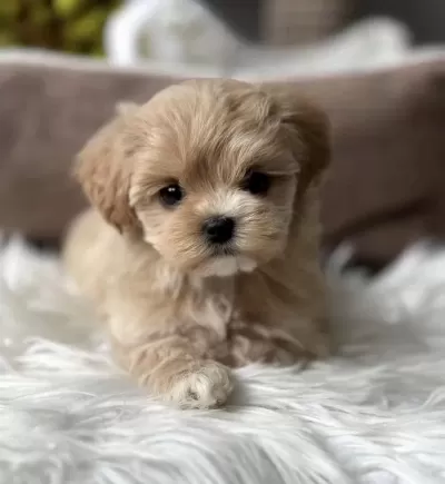 Tr Nin En İyi Teacup Maltipoo Yavruları