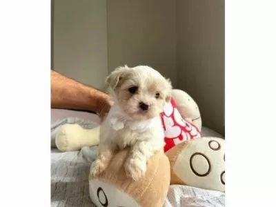 A Kalite Maltipoo Bebeklerimiz
