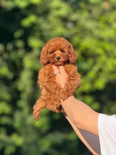 Aşili Teacup Korea Kg Ve Sağlik Garantili