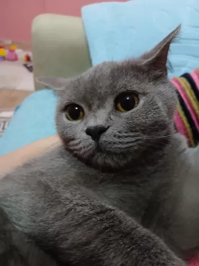 Yetişkin British Shorthair
