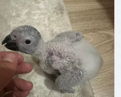 Yavru Jako Papağanı 1 Aylık