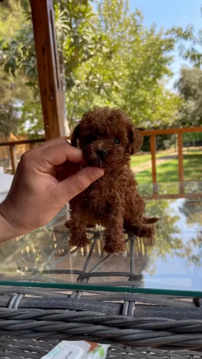 Sağlık Ve İrk Garantili Tea Cup Poodle Yavrularımız