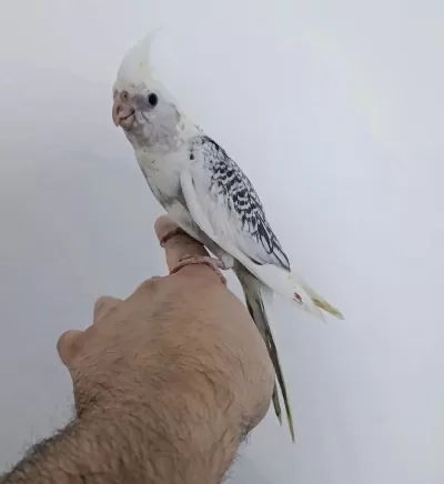 Yeni Yeme Düşen Sultan Papağanı Yavrular