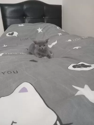 British Shorthair Dişi
