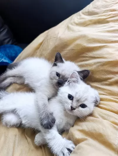 British Shorthair Kediler