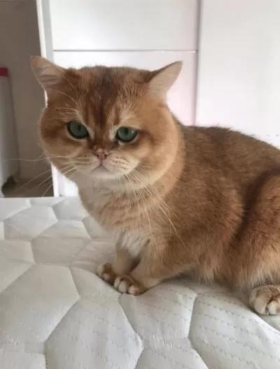 Premium Kalite Golden British Shorthair