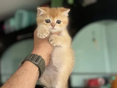 Ankarwda Ziyarete Açık Golden British Shorthair