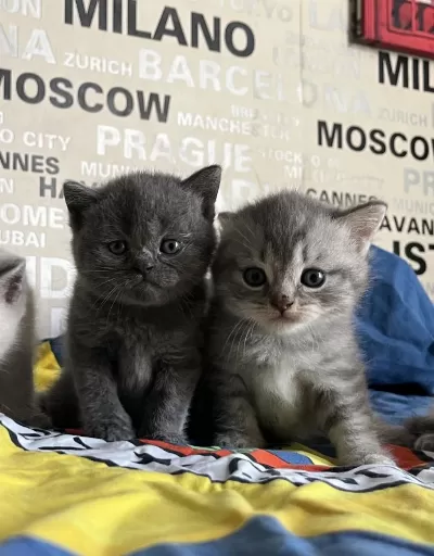 Silver Blue Ve Blue Point Yavru Kedilerimiz