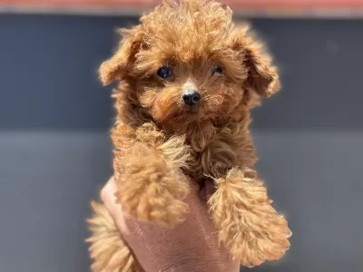 4 Aylık Tiny Kore Poodle 700 Gr Petmo Den