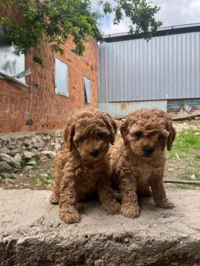 Safkan Dünya Tatlısı Red Toy Poodle Yavrular