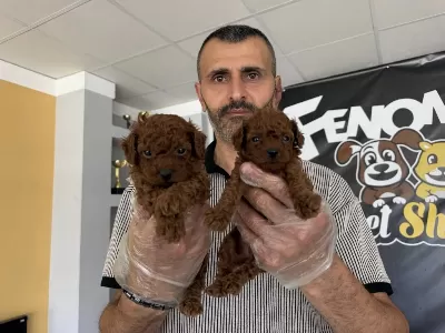 Türkiyenin En Güzl Toy Podle Yavrulr Wc Eğitimli Ank