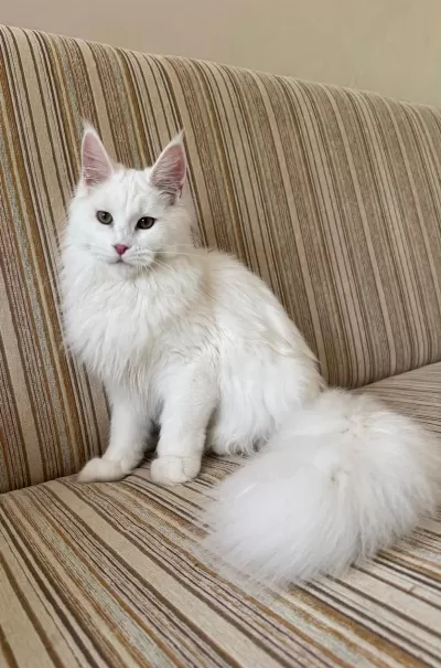 Güzeller Güzeli Beyaz Dişi Maine Coon