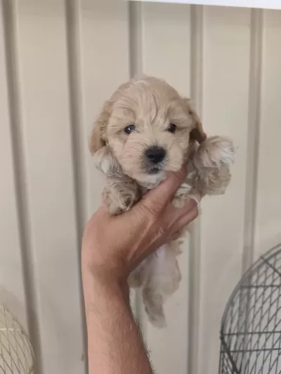 3 Erkek Kardeş Maltipoo