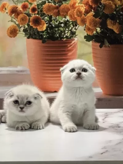 Scottish Fold Silver Yavrularim Teslime Hazir