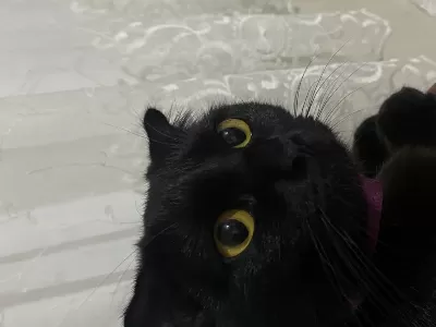 Scottish Fold 9 Aylık Dişi