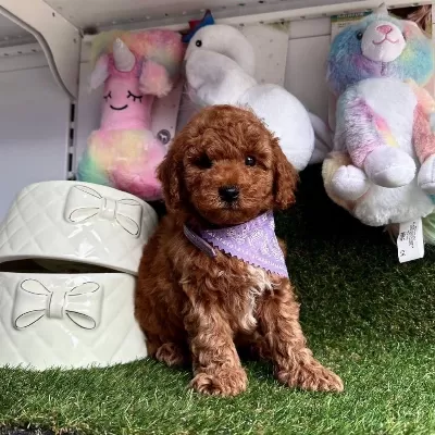Sevimli Toy Poodle Yavrularımız