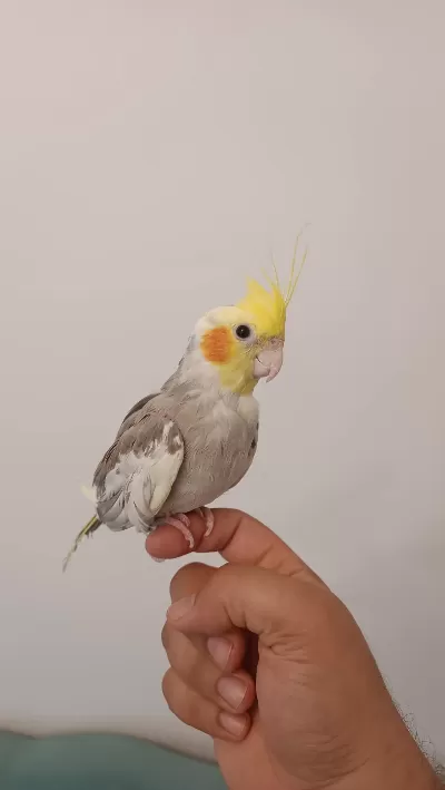 1 Yaşında Erkek Sultan Papağanı