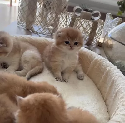 Golden British Shorthair Yavrular