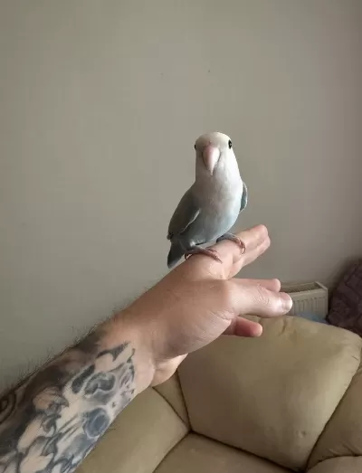 Oyun Hamuru Sevda Papağanı