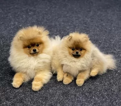 Teddy Bear Pomeranian Yavrulari