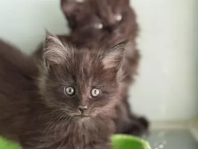 Şecere Belgeli Pasaportlu Maine Coon Yavrularımız
