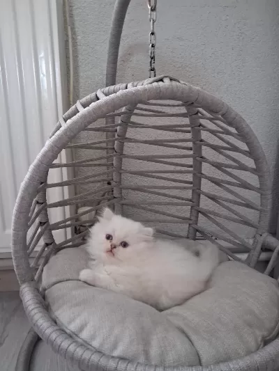 Nisan Doğumlu Yavru Kediler