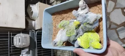 Üretimhaneden Muhabbet Kuşu Yavruları