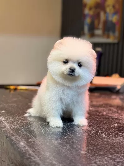 Yavru Pomeranian Boo Köpeklerimiz