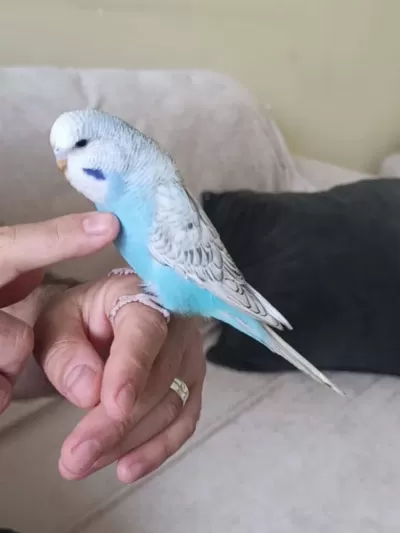 Jumbo Dişi Muhabbet Kuşu